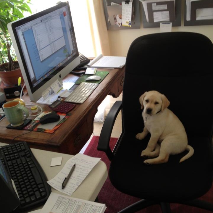 Puppy Stella sits at the computer